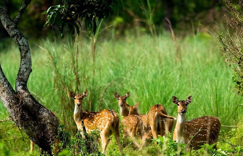Kathmandu/Pokhara: 3 Day Chitwan Jungle Safari Tour - Day One: The Road to Chitwan and Sauraha