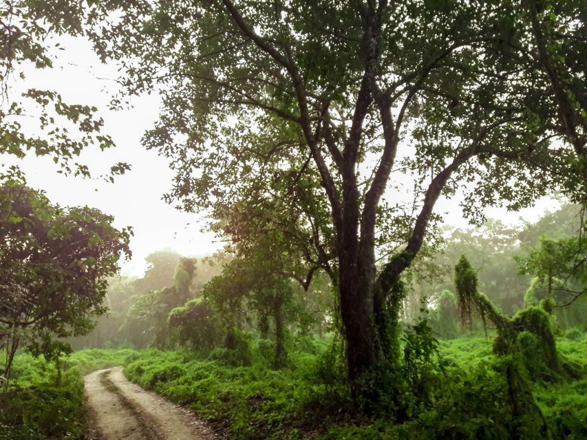Kathmandu/Pokhara: Wildlife, Culture and Jungle Safari Tour - Five things to know before booking