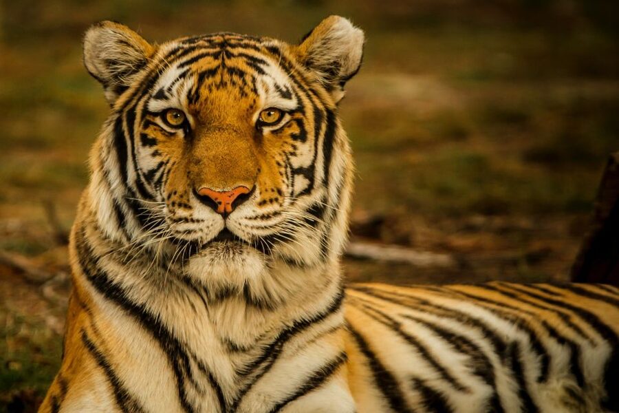 Kathmandu/Pokhara: Wildlife, Culture and Jungle Safari Tour - Who should choose the three-day plan