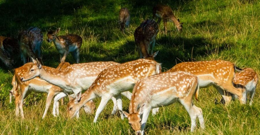 Kathmandu/Pokhara: Wildlife, Culture and Jungle Safari Tour - From Kathmandu or Pokhara to Sauraha
