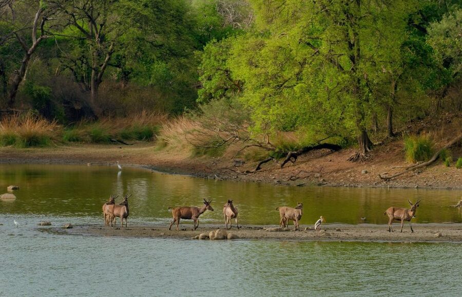 Kathmandu/Pokhara: Wildlife, Culture and Jungle Safari Tour - A full wildlife day in Chitwan