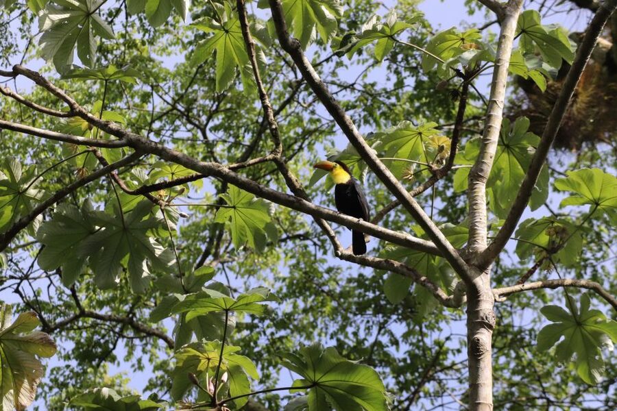 Kathmandu/Pokhara: Wildlife, Culture and Jungle Safari Tour - Walking through the jungle