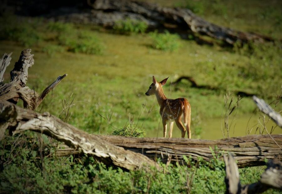 Kathmandu/Pokhara: Wildlife, Culture and Jungle Safari Tour - The elephant center and an important ethical question