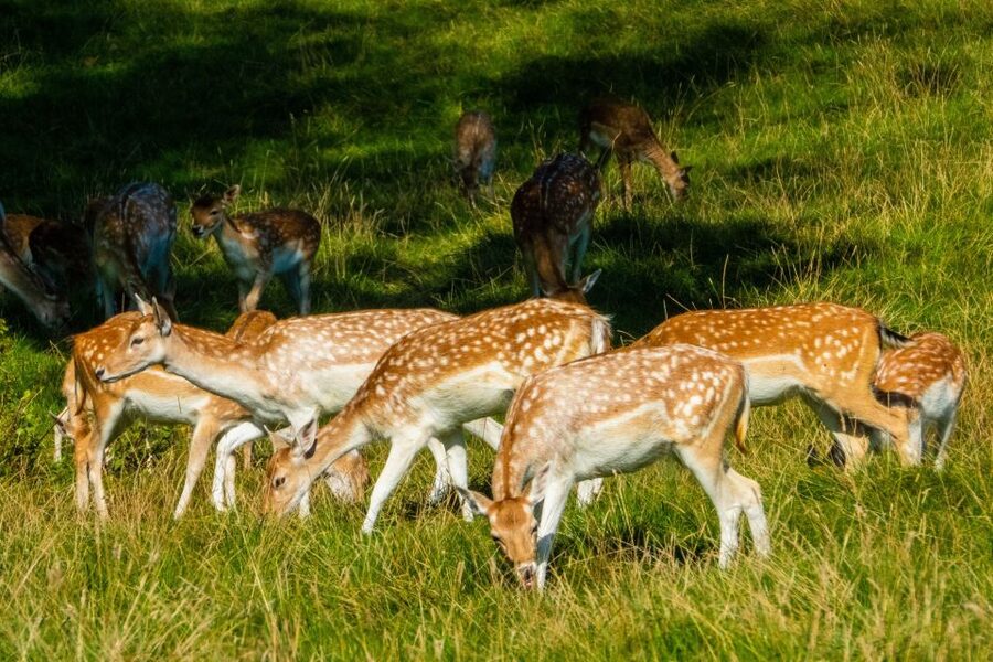 Kathmandu/Pokhara: Wildlife, Culture and Jungle Safari Tour - Your first evening in Sauraha