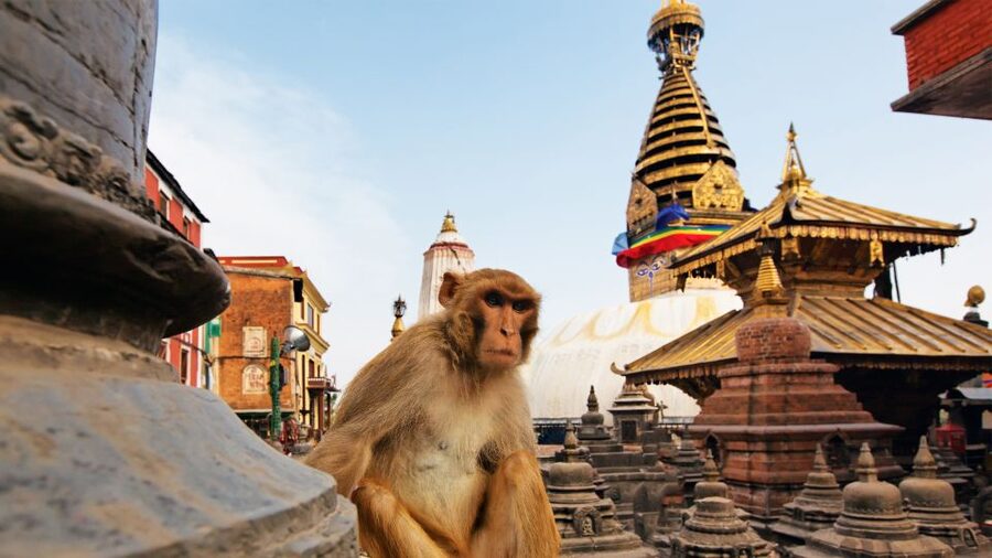 Kathmandu : Swambhunath & Durbar Square Guided Half Day Tour - What to look for at the Monkey Temple