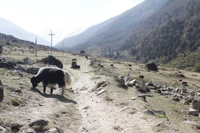 Langtang Trek from Kathmandu 7 Days - Key Things to Know Before You Book