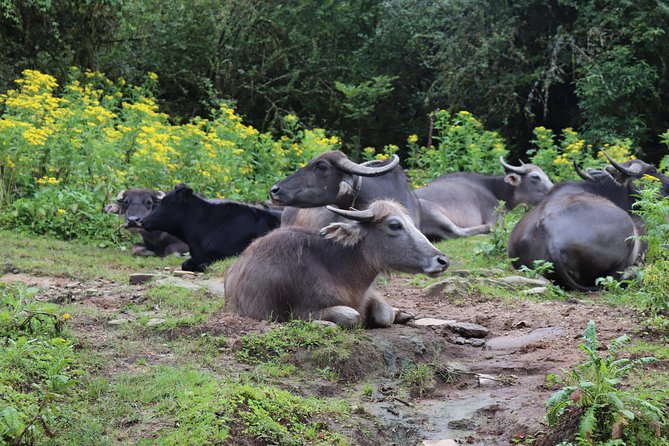 Mardi Himal Base Camp Trek (5 Days) - The climb to High Camp on Day 3