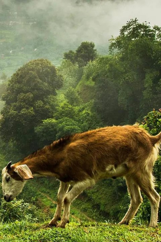 Nagarkot Sunrise View and Day Hiking from Kathmandu - What the $45 price really includes