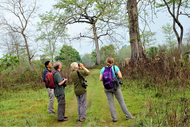 Nepal Birding - What you may see in the forest