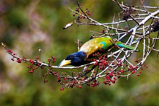 Nepal Birding - Guides who shape the experience