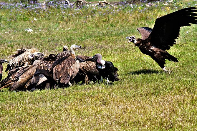 Nepal Birding - Who will enjoy this day most