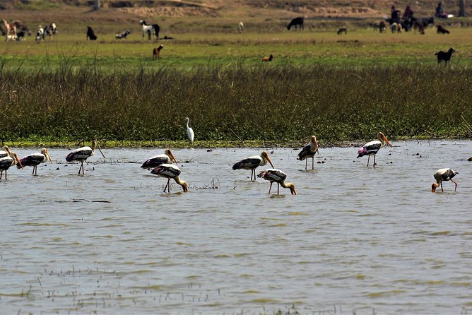 Nepal Birding - The Chitwan and Gadhi-Siraichuli description needs clarification