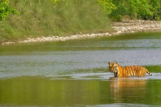 Nepal Classic Tour -12 Days - Days 4 and 5: From city temples to Chitwan wildlife