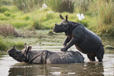 Night Stay in Chitwan National Park, 2 Nights 3 Days Package