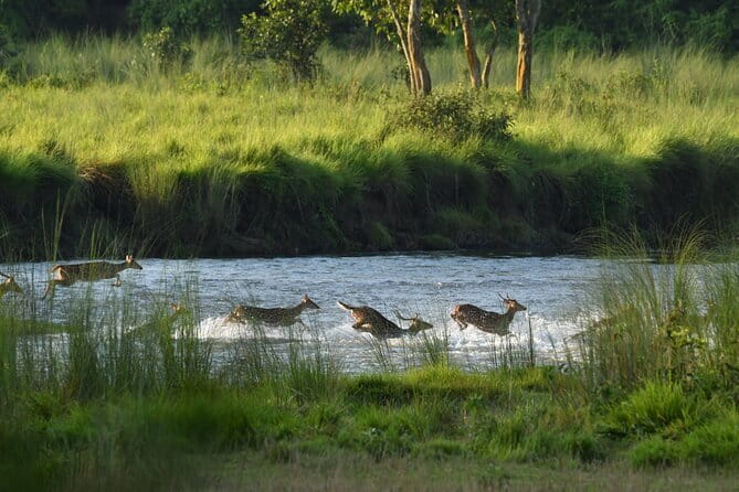 Night Stay in Chitwan National Park, 2 Nights 3 Days Package - The jungle tower after dark