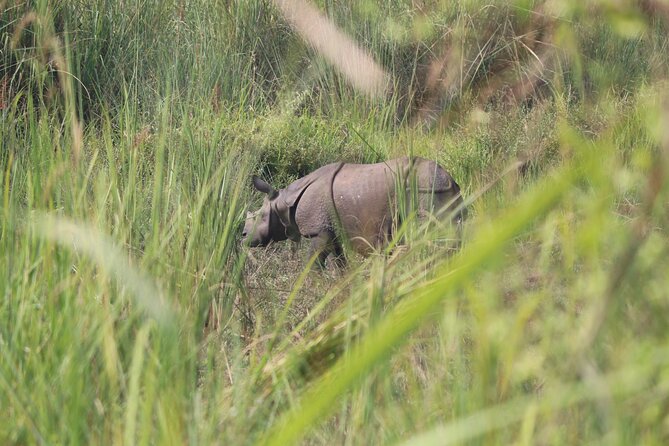 One Day Tour inside Chitwan National Park - Why this Chitwan day works so well