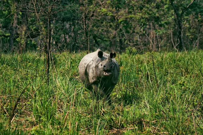 One Day Tour inside Chitwan National Park - Afternoon jeep safari into the park