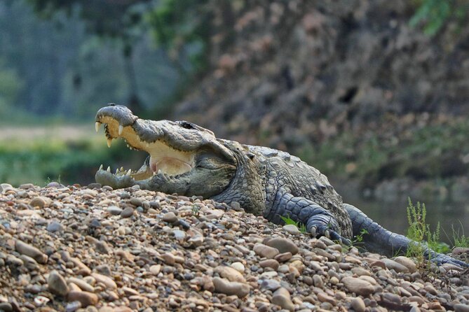 One Day Tour inside Chitwan National Park - Who should book this experience?