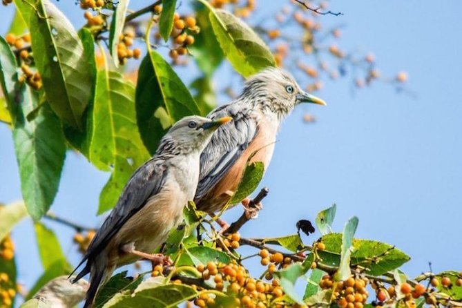 Phulchoki bird-watching tour - Key points at a glance