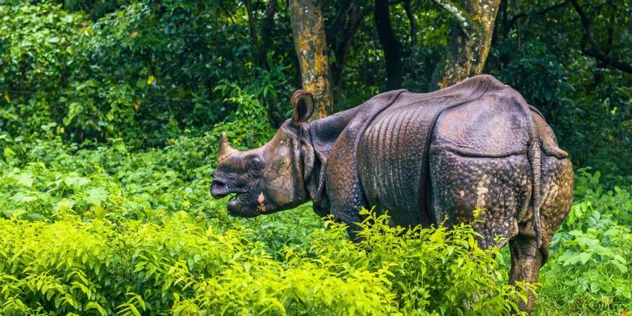 Pokhara: 1 Night 2 Day Chitwan Safari Tour - Quick Facts That Matter