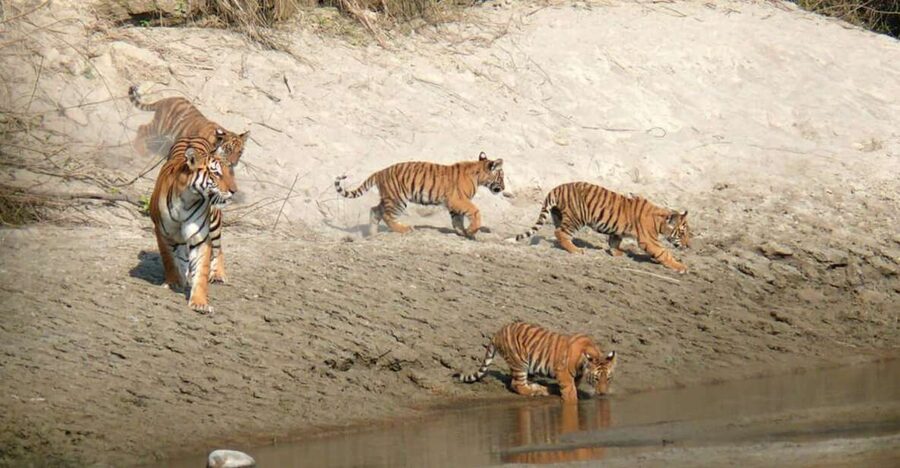 Pokhara: 1 Night 2 Day Chitwan Safari Tour - Lunch, Check-In, and Your First Look at the Park