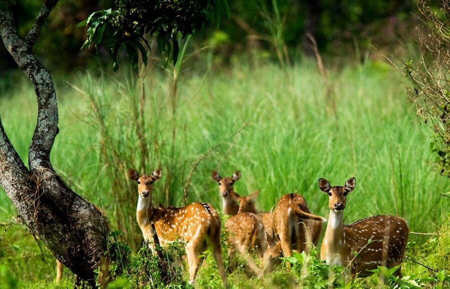 Pokhara: 1 Night 2 Day Chitwan Safari Tour - Jeep Safari: The Main Wildlife Activity