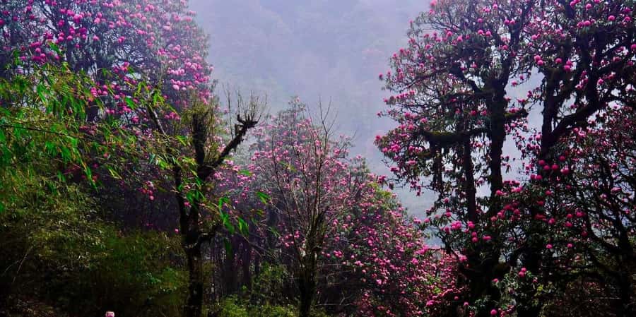 Pokhara: 3- days Poon Hill Trek - Breakfast, descent, and the return to Pokhara