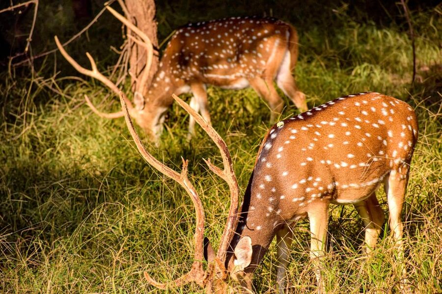 Pokhara : 4 Day Lumbini and Chitwan Safari Tour By Car - Key details before you book