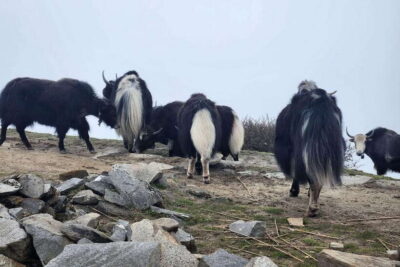 4-Day Mardi Himal Trek
