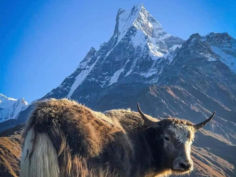 Pokhara: 4-Day Mesmerizing Mardi Himal Guided Trek - Key points to know before you book