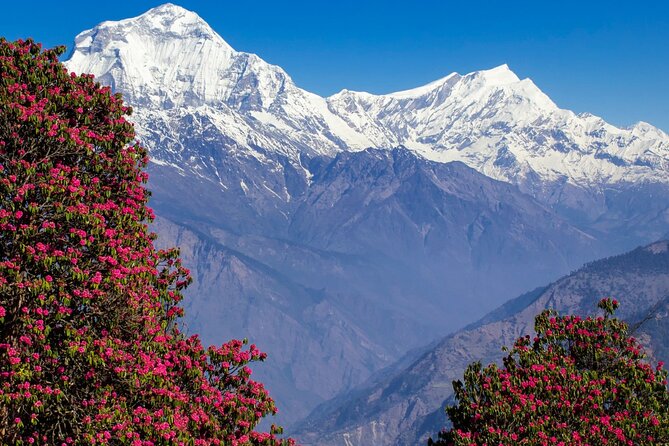 Pokhara: 4 Days Poon Hill and Ghandruk Trek - Day three: Poon Hill sunrise, then down to Ghandruk