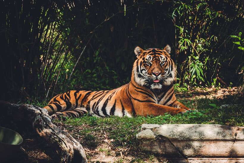 Pokhara: 5-Day Chitwan Wildlife & Lumbini Pilgrimage Tour - What the $527 price really covers