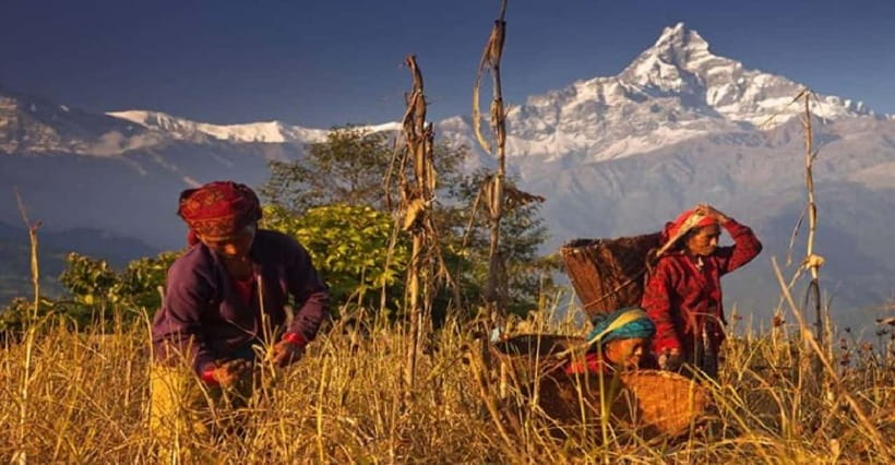 Pokhara: Annapurna Day Hike with Panoramic Views - What the $50 price really includes