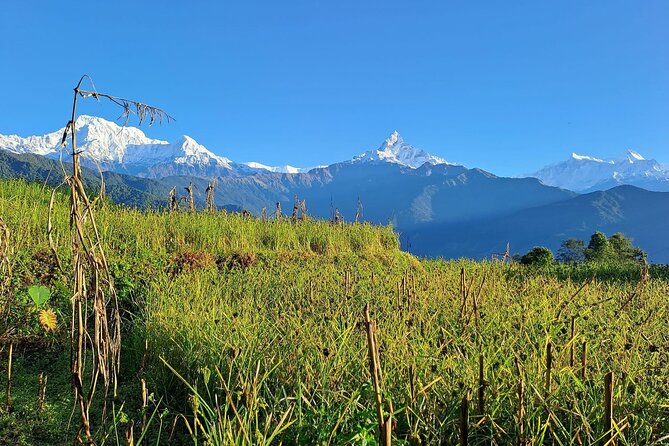 Pokhara: Easy Day Hike to Australian Camp & Dhampus Village - Guide support can shape the whole day