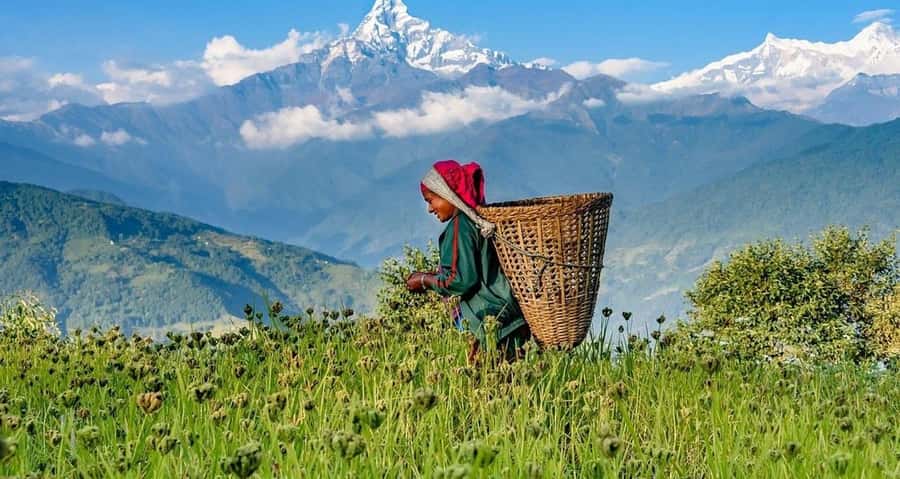 Pokhara: Guided Day Hike From Dampus To Australian Base Camp - Is the $55 price good value?