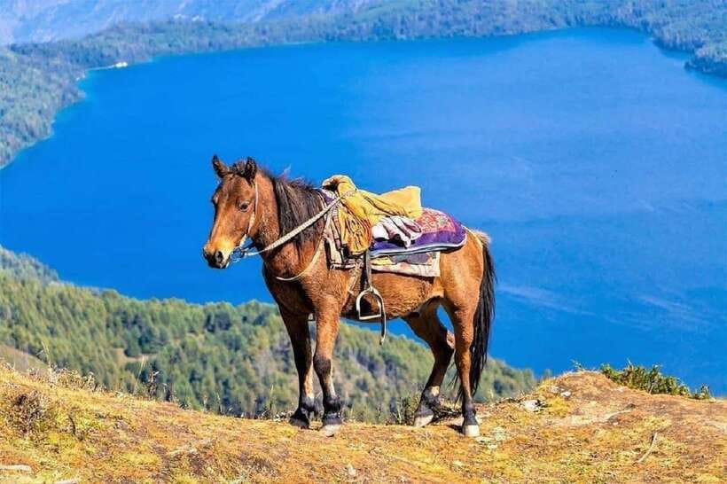 Pokhara: Horseback Riding Adventure with Hotel Pickup - Forest trails and the rhythm of the ride