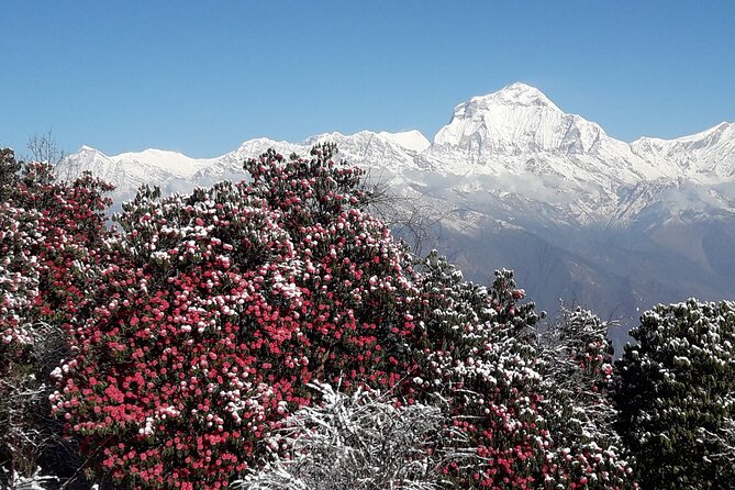 Pokhara: Poon Hill Ghorepani Short Trek - Who should book this route?