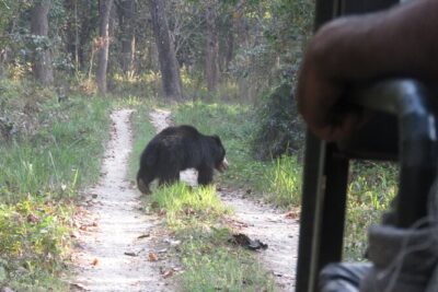 Private Jeep Safari (8-10 hrs.)inside Chitwan National Park.