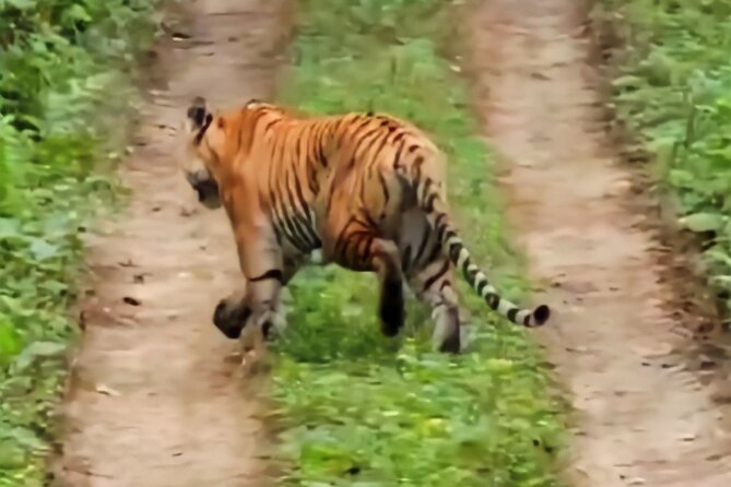 Private Jeep Safari (8-10 hrs.)inside Chitwan National Park. - October through April, with March and April preferred