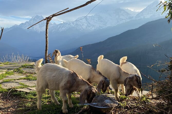 Private Tour Local Culture and The View of Mohare Danda - What makes this Mohare Danda trek different