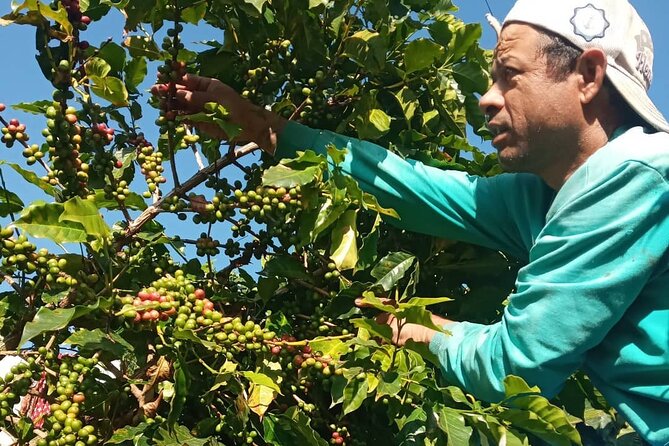 Sarangkot Village Coffee Culture and Authentic Local Life Tour - What the $60 price gets you