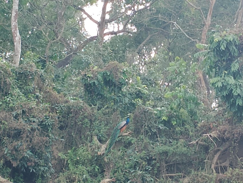 Thrills and Tranquility: Jeep Safari and Canoeing in Chitwan - Key points to know before you book
