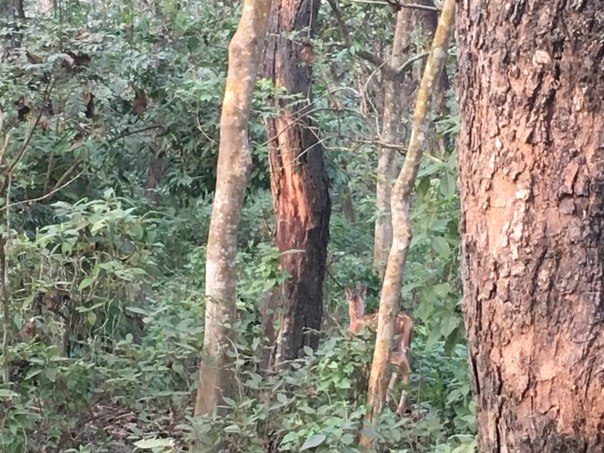 Thrills and Tranquility: Jeep Safari and Canoeing in Chitwan - Four hours through Chitwan National Park