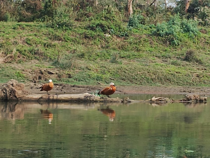 Thrills and Tranquility: Jeep Safari and Canoeing in Chitwan - Canoeing on the Rapti River around 12:30 pm