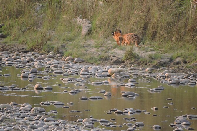 Tree House stay in Bardia National Park || 1 Night 2 Days - Booking, Group Size, and Cancellation Details