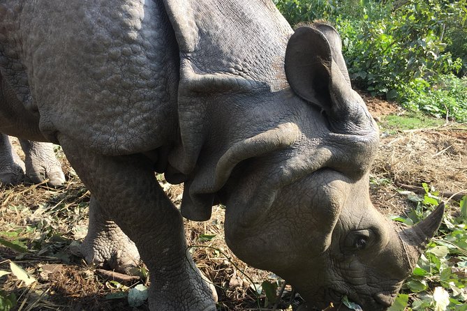 Wildlife Adventure in Chitwan Nepal - The early start from Kathmandu or Pokhara
